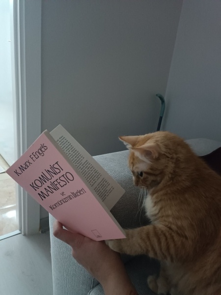 Sarman, Kedi  Balkız fotoğrafı