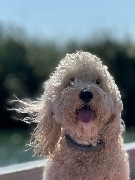 Poodle(Standart Kaniş), Köpek  Mezcal fotoğrafı