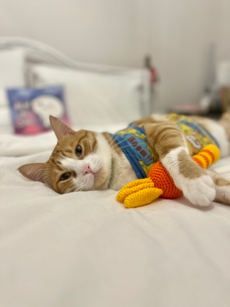 Sarman, Kedi  Simbad fotoğrafı