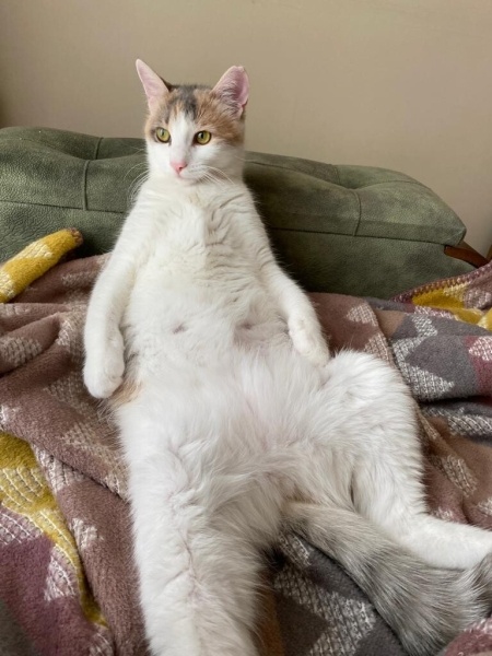 Tekir Kedi, Kedi  Armi fotoğrafı