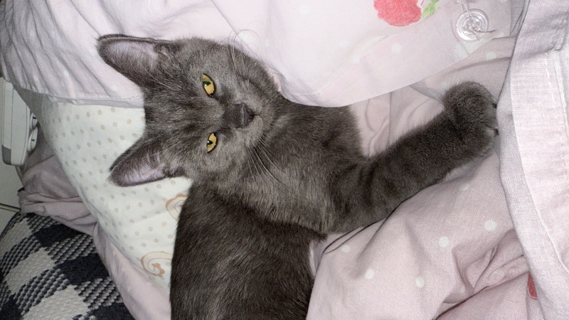 British Shorthair, Kedi  Behlül fotoğrafı