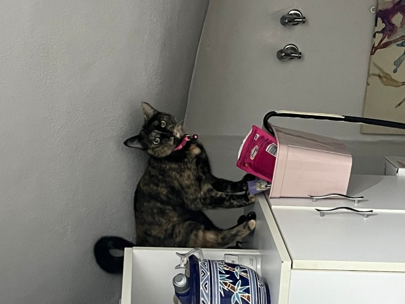 Tekir Kedi, Kedi  Şero fotoğrafı