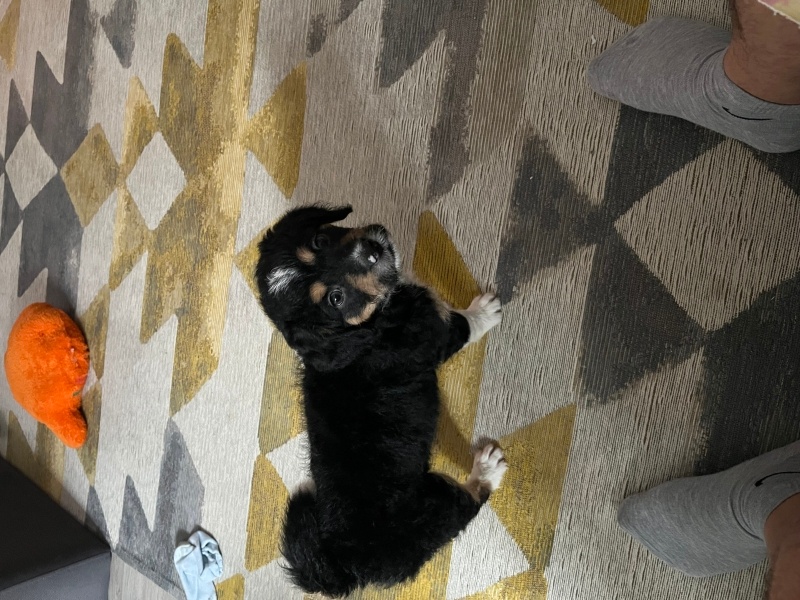 Portekiz Su Köpeği, Köpek  Boby fotoğrafı