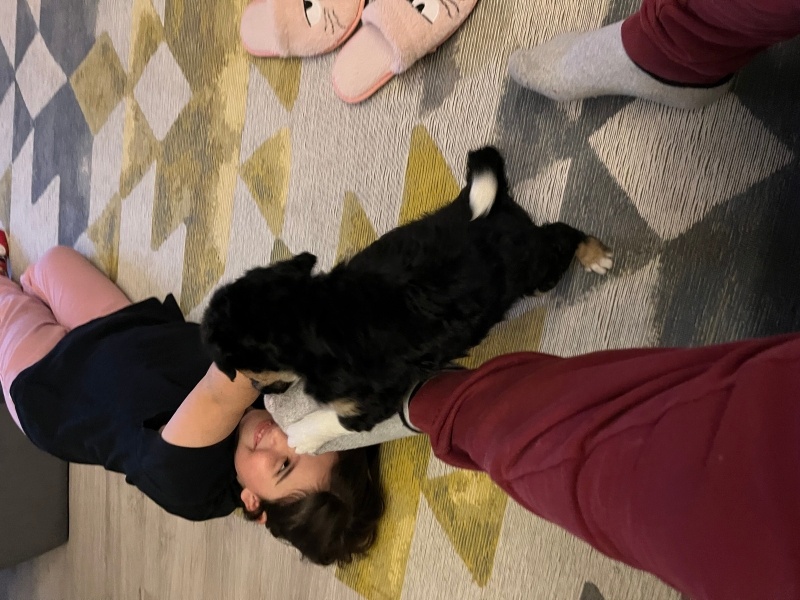 Portekiz Su Köpeği, Köpek  Boby fotoğrafı