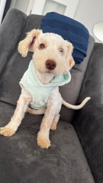 Maltese, Köpek  Latte fotoğrafı