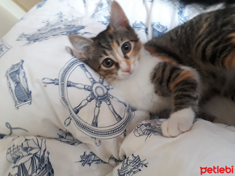 Tekir Kedi, Kedi  SEVİMLİ BADEME YUVA ARIYORUZ fotoğrafı