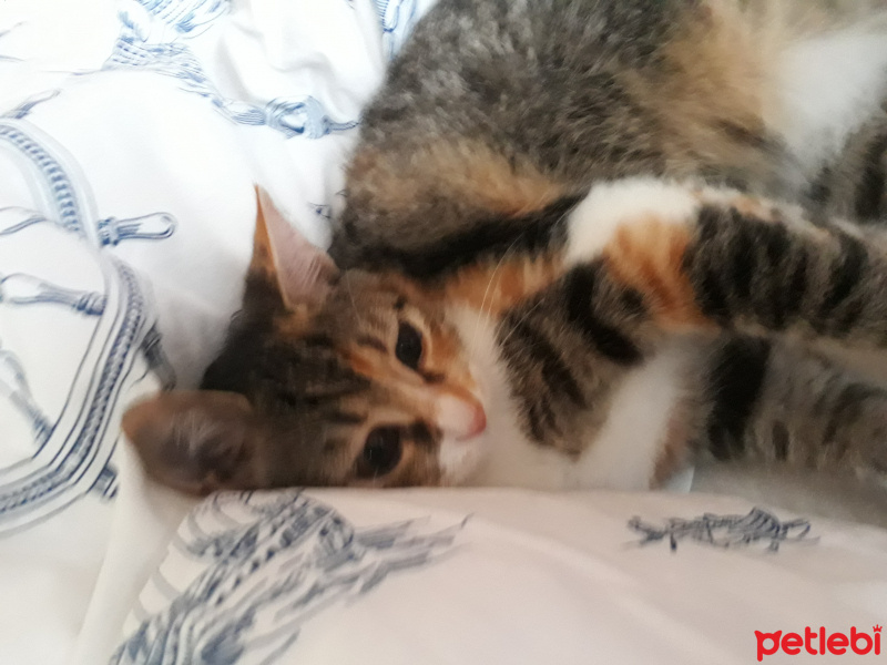 Tekir Kedi, Kedi  SEVİMLİ BADEME YUVA ARIYORUZ fotoğrafı