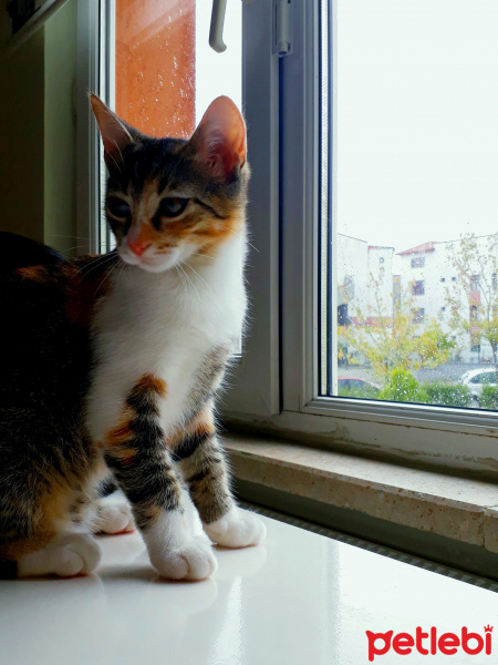 Tekir Kedi, Kedi  SEVİMLİ BADEME YUVA ARIYORUZ fotoğrafı