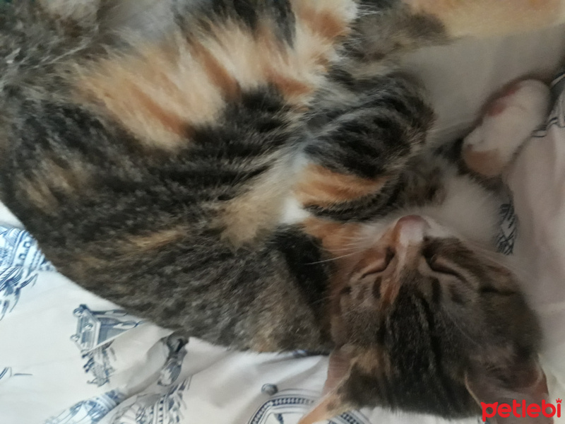 Tekir Kedi, Kedi  SEVİMLİ BADEME YUVA ARIYORUZ fotoğrafı