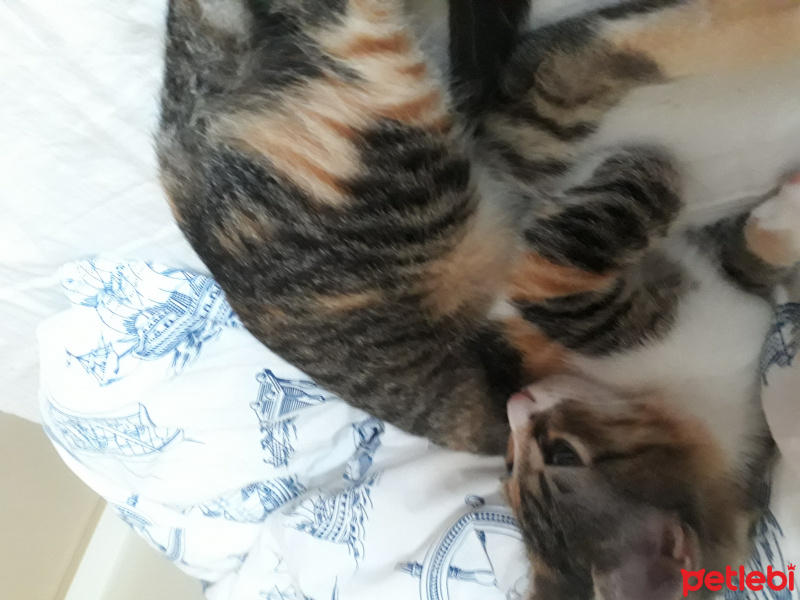 Tekir Kedi, Kedi  SEVİMLİ BADEME YUVA ARIYORUZ fotoğrafı