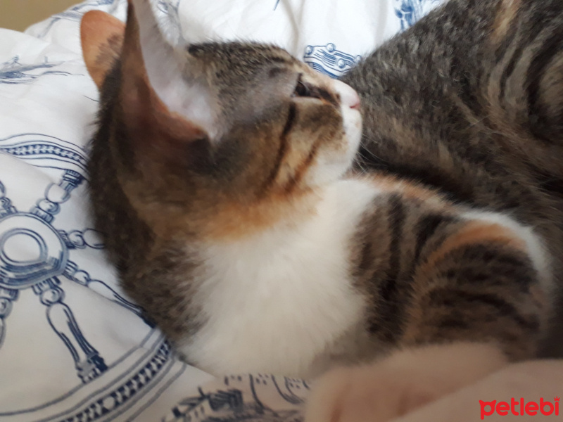 Tekir Kedi, Kedi  SEVİMLİ BADEME YUVA ARIYORUZ fotoğrafı