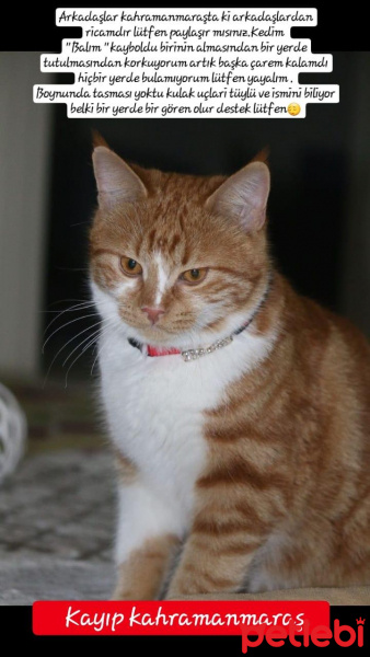 Tekir Kedi, Kedi  BALIM fotoğrafı