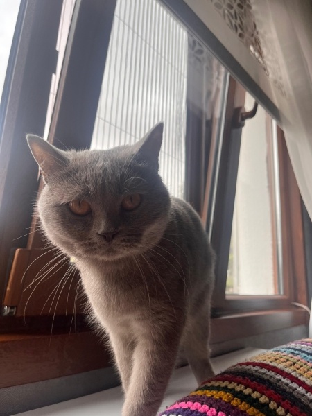 British Shorthair, Kedi  Gümüş fotoğrafı