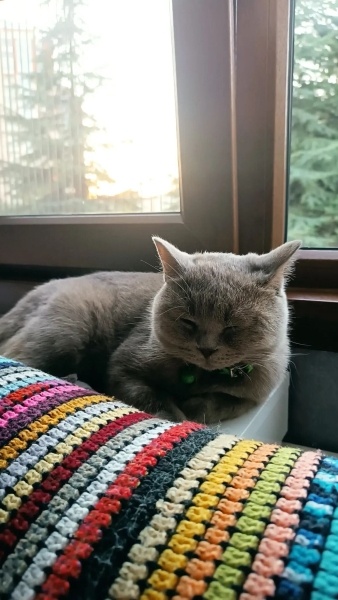 British Shorthair, Kedi  Gümüş fotoğrafı