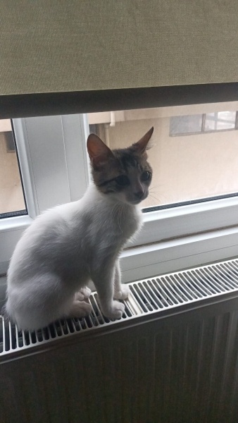 Tekir Kedi, Kedi  Bulut fotoğrafı