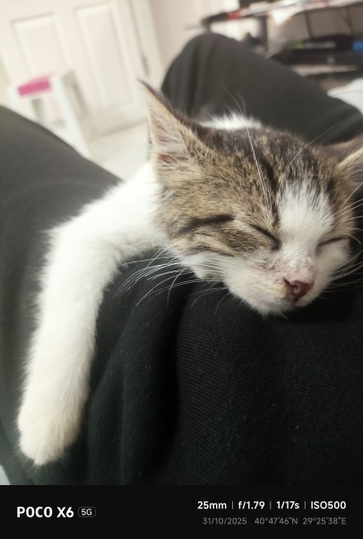 Tekir Kedi, Kedi  Bulut fotoğrafı