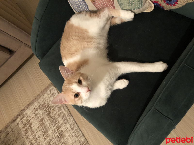 Tekir Kedi, Kedi  Momo fotoğrafı
