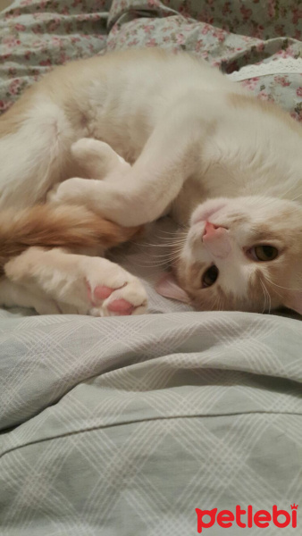 Tekir Kedi, Kedi  Momo fotoğrafı