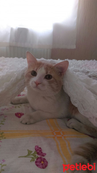 Tekir Kedi, Kedi  Momo fotoğrafı
