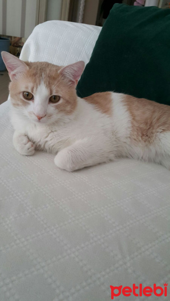 Tekir Kedi, Kedi  Momo fotoğrafı