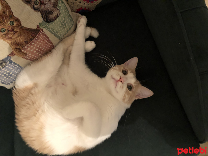Tekir Kedi, Kedi  Momo fotoğrafı