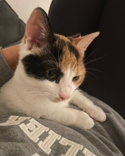 Tekir Kedi, Kedi  Miu fotoğrafı