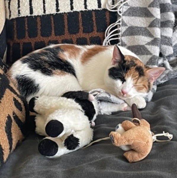 Tekir Kedi, Kedi  Miu fotoğrafı