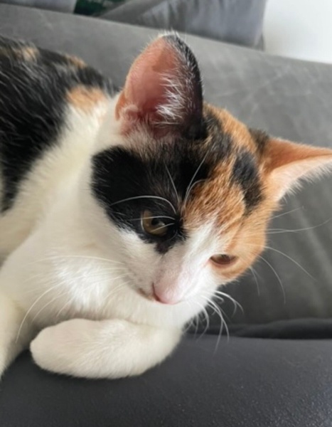 Tekir Kedi, Kedi  Miu fotoğrafı