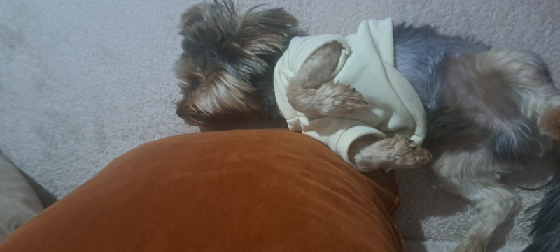 Yorkshire Terrier, Köpek  Cesur fotoğrafı