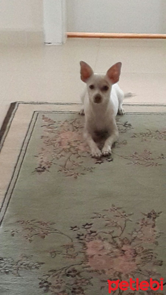 Chihuahua, Köpek  Chvava fotoğrafı