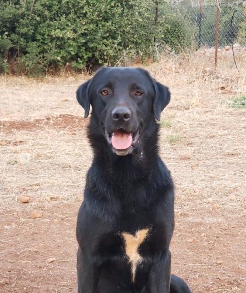 Labrador Retriever, Köpek  GOLGE fotoğrafı