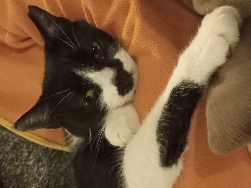 Snowshoe (Karayak), Kedi  Miyav fotoğrafı