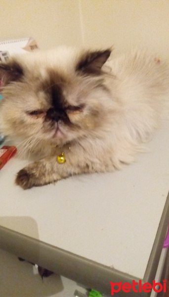 İran Kedisi (Persian), Kedi  Pamuk fotoğrafı