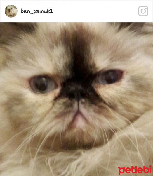 İran Kedisi (Persian), Kedi  Pamuk fotoğrafı