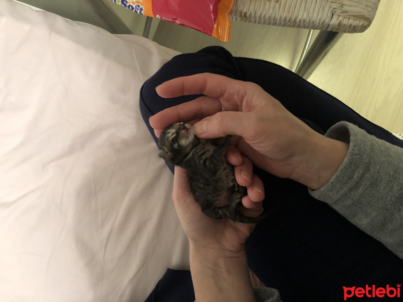 Tekir Kedi, Kedi  Fırtına fotoğrafı