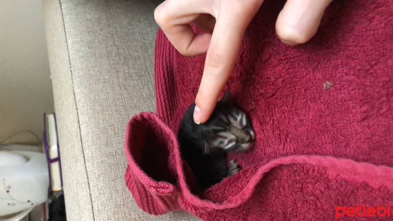 Tekir Kedi, Kedi  Fırtına fotoğrafı