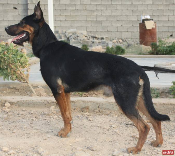 Beauceron, Köpek  kaptan fotoğrafı