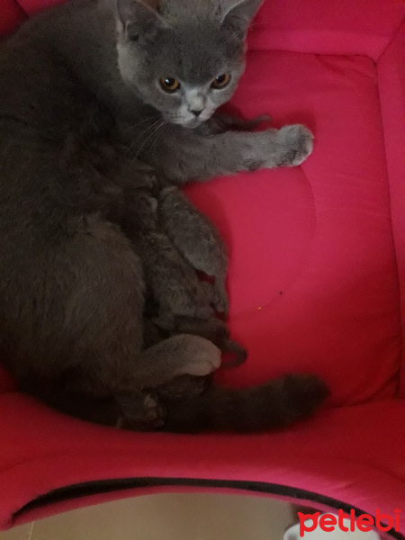 Scottish Fold, Kedi  Şila fotoğrafı