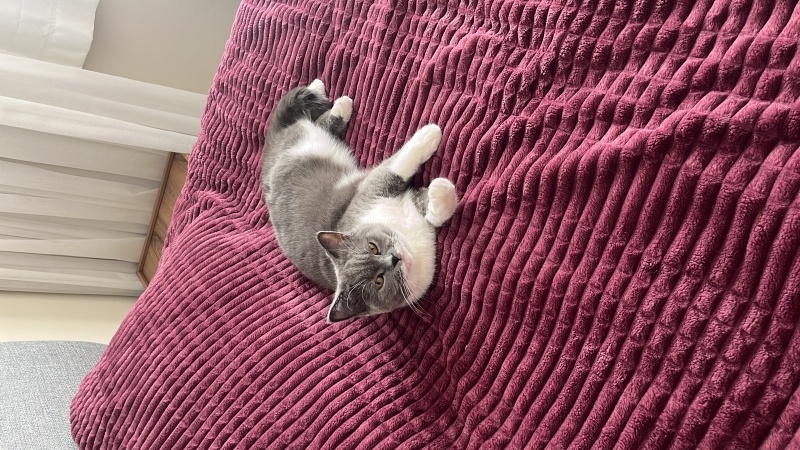 Brazilian Shorthair, Kedi  Fıstık fotoğrafı