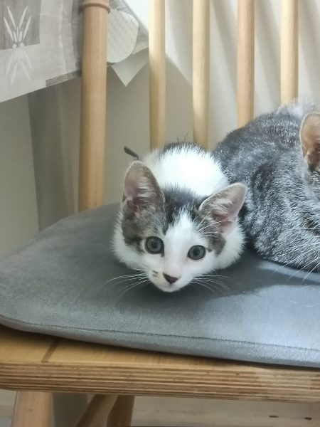 Tekir Kedi, Kedi  tekir fotoğrafı