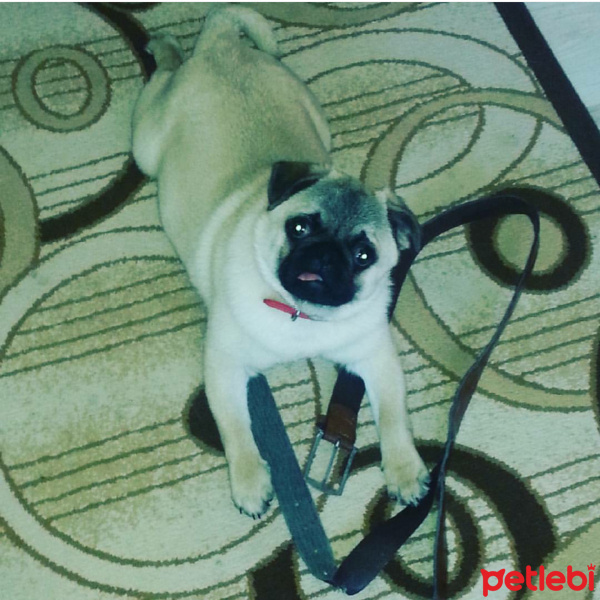 Pug, Köpek  Barni fotoğrafı