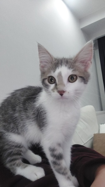 Tekir Kedi, Kedi  Sütlaç fotoğrafı