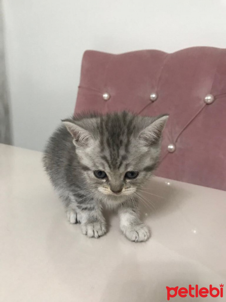 British Shorthair, Kedi  belirsiz fotoğrafı