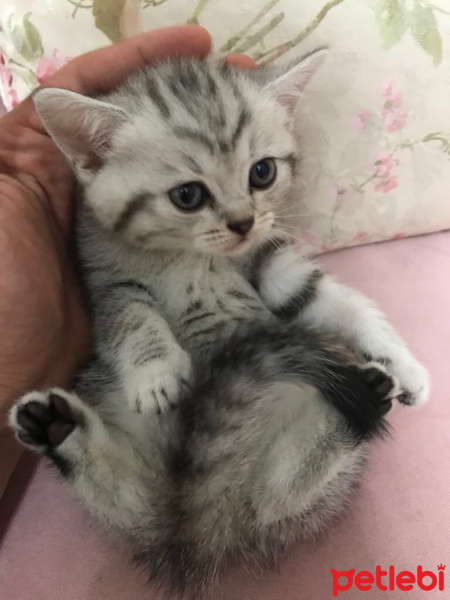 British Shorthair, Kedi  belirsiz fotoğrafı