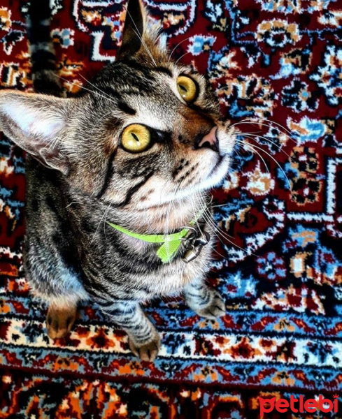 Tekir Kedi, Kedi  Ani fotoğrafı