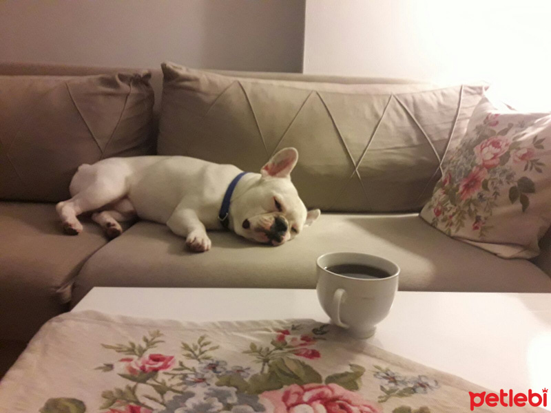 Fransız Bulldog, Köpek  Snow fotoğrafı