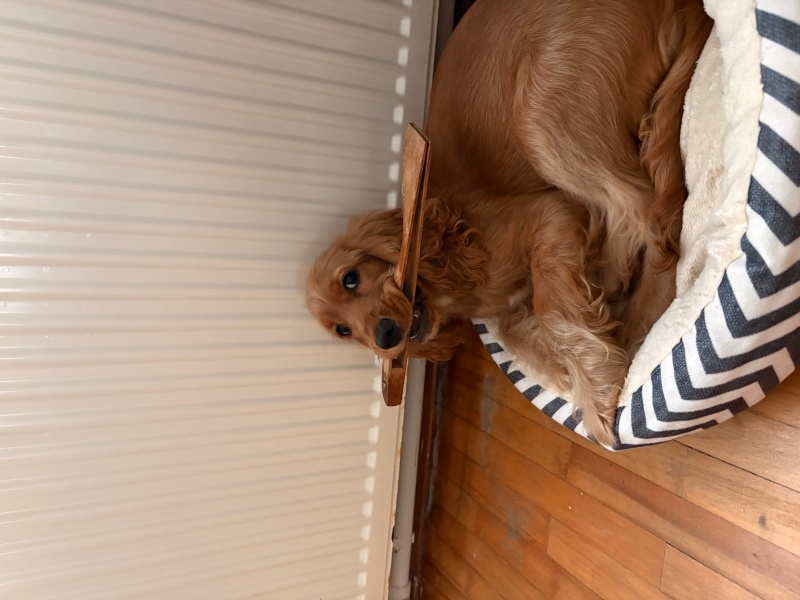 Amerikan Cocker Spaniel, Köpek  Şila fotoğrafı