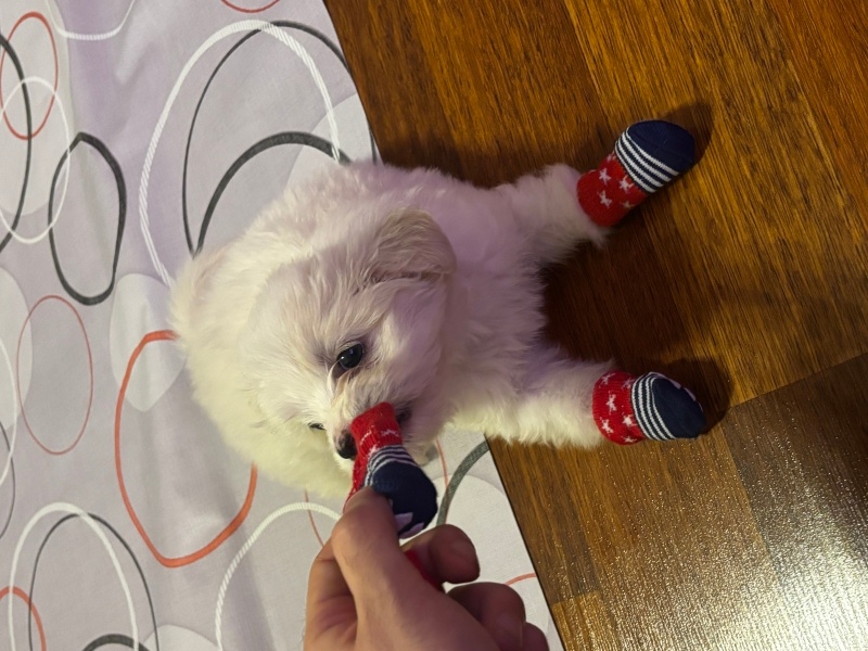 Maltese, Köpek  Pofi fotoğrafı