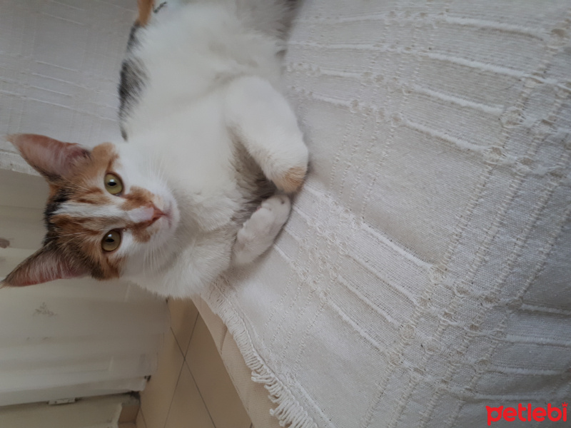 Tekir Kedi, Kedi  Jahro fotoğrafı