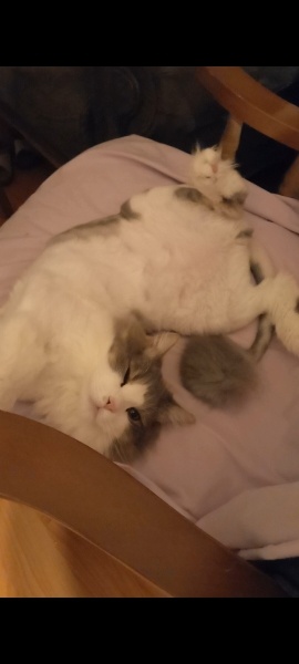 British Longhair, Kedi  Gümüş fotoğrafı